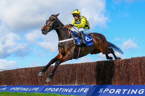 Cheltenham winner Shishkin ruled out of Tingle Creek return - Vimarsana News