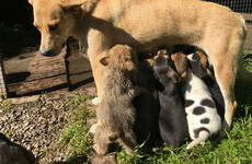 Public warned not to buy puppies this Christmas as some farms 'churning out' hundreds of dogs