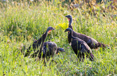 Public advised not to handle sick or dead birds amid concerns over bird flu