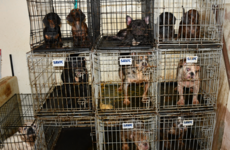Dozens of animals - including dogs, cats, parrots and a snake - seized by gardaí in Dublin