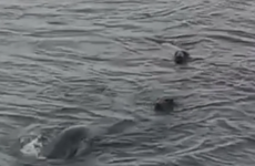 First case of grey seal preying on a harbour porpoise recorded in Ireland
