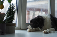 'Do your research' before choosing to get a pet this Christmas, DSPCA says
