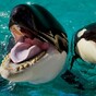 It's the Friday in the middle of August. So here's a slideshow of whales