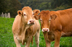 Two Irish companies accounted for 7.5% of emissions from EU beef sector in 2018