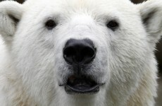 Scientists warn zoos as polar bear dies from zebra virus
