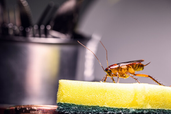 Cockroach infestation and overflowing sewage: eight food businesses ordered to shut last month - Vimarsana News