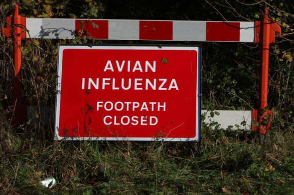 Northern Ireland experiencing 'largest ever' avian flu outbreak - Vimarsana News