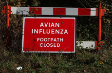 Northern Ireland experiencing ‘largest ever’ avian flu outbreak
