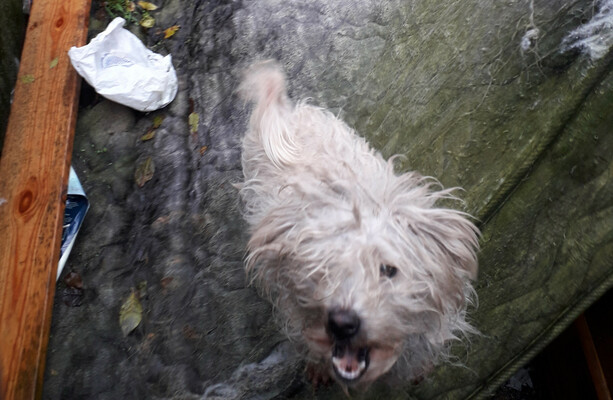 Tipperary woman convicted of animal cruelty after dog found neglected ...