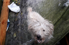 Tipperary woman convicted of animal cruelty after dog found neglected in back garden