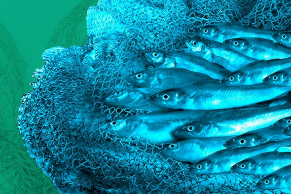 Irish boats landing five times recommended catch of fish important to ecosystem - Vimarsana News
