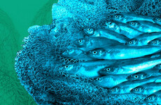 Irish boats landing five times recommended catch of fish important to ecosystem