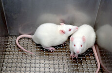Animal testing halved in Ireland since EU directive, but activists say numbers still too high