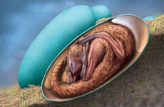 Perfectly preserved dinosaur embryo was preparing to hatch like a bird