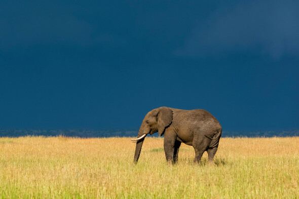 An elephant named Mimi gifted to President Hillery caused a row between Ireland and Tanzania - Vimarsana News