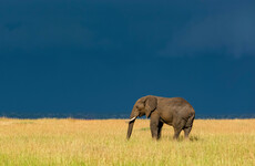 An elephant named Mimi gifted to President Hillery caused a row between Ireland and Tanzania