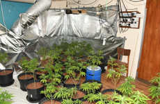 Growhouse and drugs worth an estimated €110,000 seized in Offaly