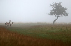 Status Yellow fog warning in place from tonight for 12 counties