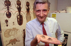 Pioneering US biologist Edward O Wilson dies aged 92