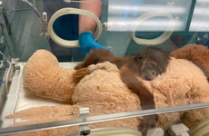 Endangered orangutan gives birth to healthy infant in New Orleans zoo