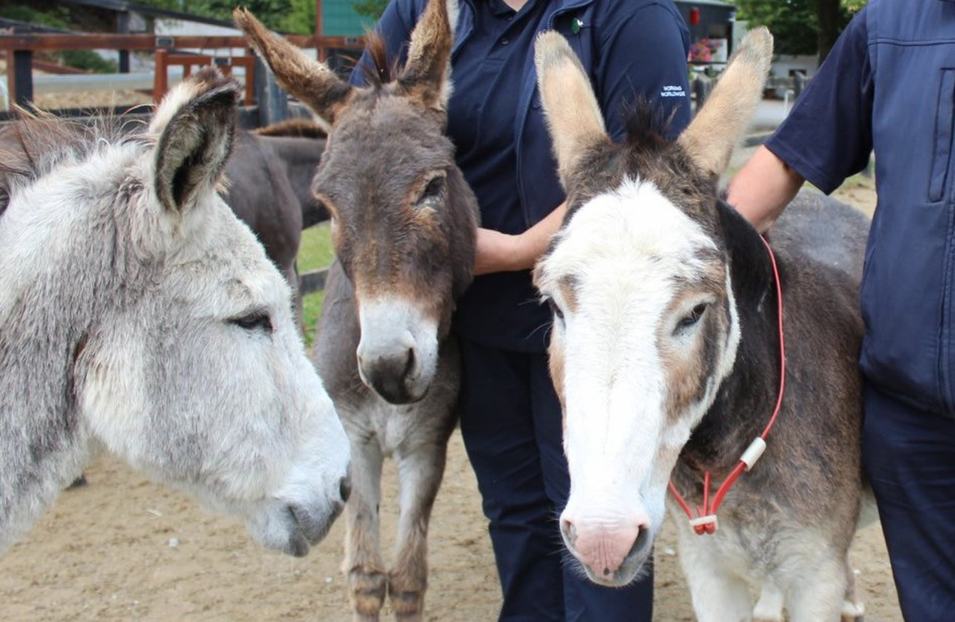 Donkey charity bursting at the seams as number in need of rescue grows