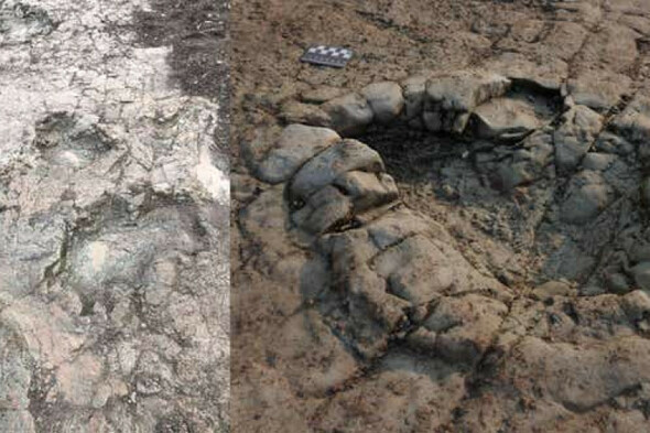 Footprints of early dinosaur discovered on Welsh beach - Vimarsana News