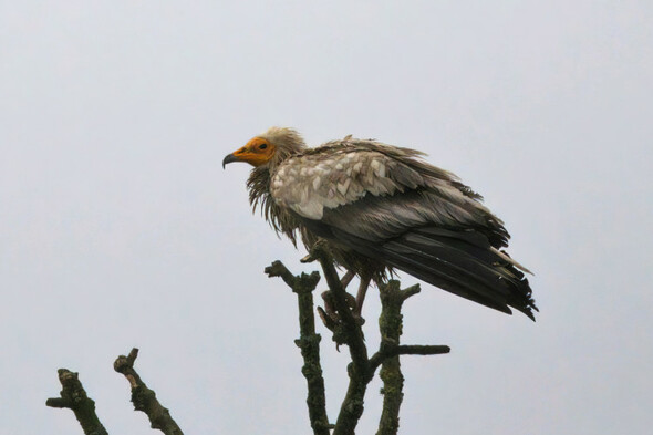 Egyptian vulture spotted in Co Roscommon - Vimarsana News