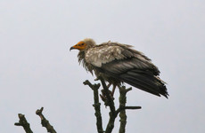 Egyptian vulture spotted in Co Roscommon