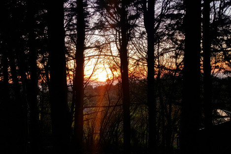 Sunset through the trees in Faithlegg, Co Waterford.
