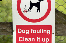 Dog fouling emerges as main cause of swimming bans in Dublin last year