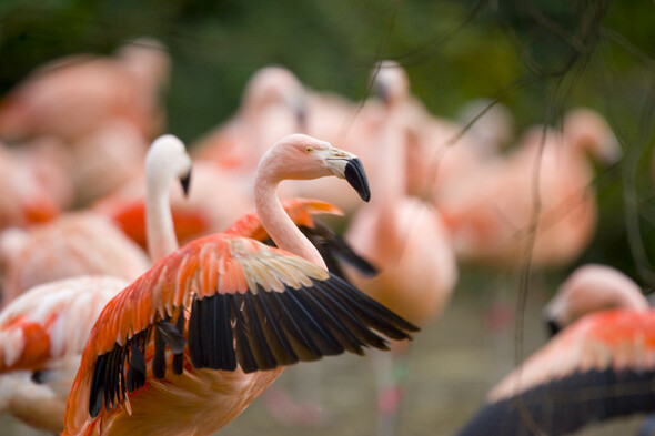 Flamingos and penguins among birds taken inside at Dublin Zoo over bird flu fears - Vimarsana News