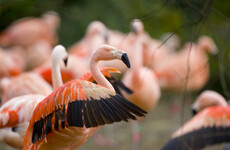 Flamingos and penguins among birds taken inside at Dublin Zoo, Fota Wildlife and Belfast Zoo