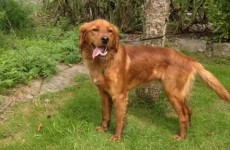Dog rescue charity hosting 24-hour 'adoptathon'