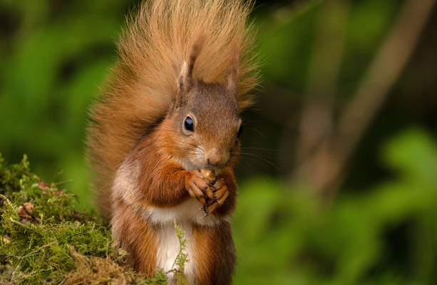 Non-native conifer plantations likely to 'have a damaging impact' on ...