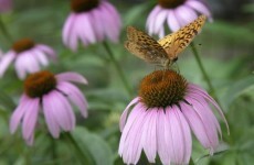 Echinacea shouldn’t be given to children under 12, says Medicines Board