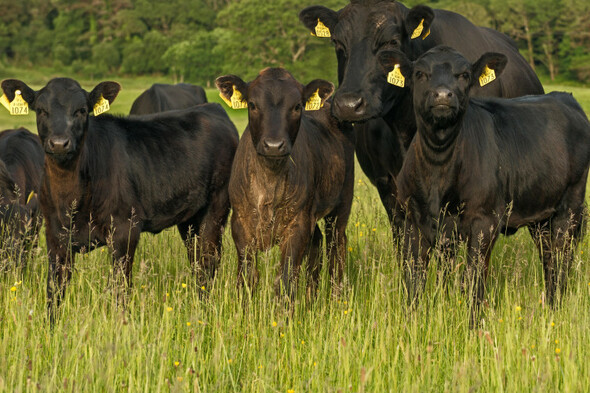 22% emissions reduction in agriculture 'challenging but achievable' - Vimarsana News