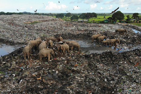 Wild elephants scavenge for food at an open landfill in Pallakkadu village in Ampara district