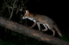 'They cut you to the bone': Why are we hearing screaming foxes late at night?