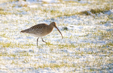 Wildlife service set to hire champions to aid with the conservation of curlews