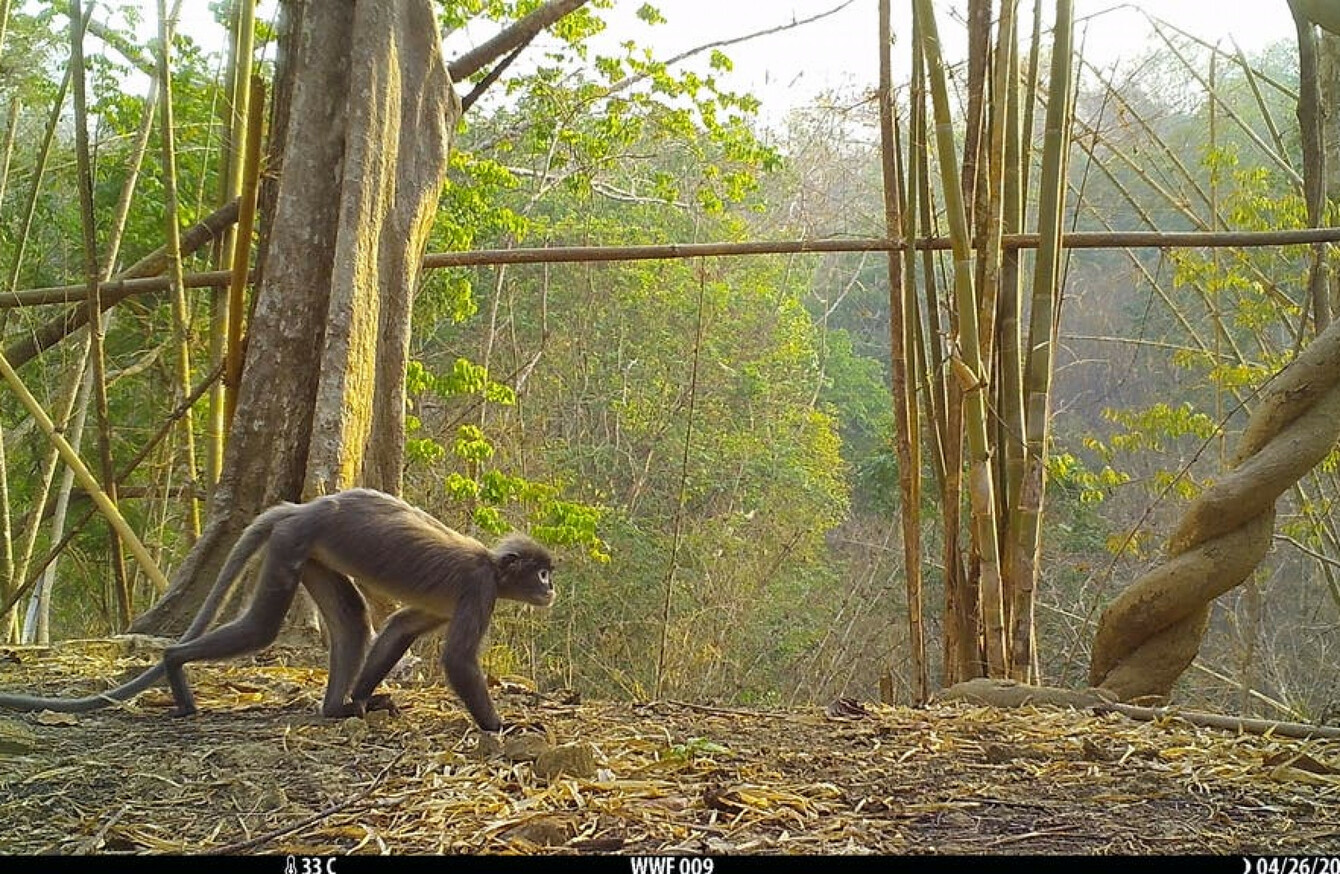 Monkey Gecko And Succulent Bamboo Among 224 New Species Found In Greater Mekong