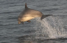 VIDEO: Dancing dolphins entertain researchers in Donegal