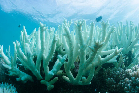 Even 1.5 degrees of global warming will be 'catastrophic' for coral reefs – study - Vimarsana News