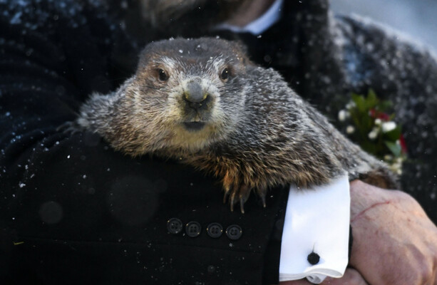 Punxsutawney Phil prédit six autres semaines d’hiver lors de la cérémonie du jour de la marmotte