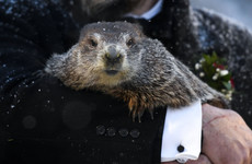 Punxsutawney Phil predicts six more weeks of winter in Groundhog Day ceremony