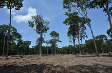 Area more than six times the size of Manhattan destroyed in Brazilian Amazon in January
