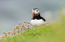 Opinion: A citizen's assembly is one of many steps necessary to preserve Ireland's biodiversity