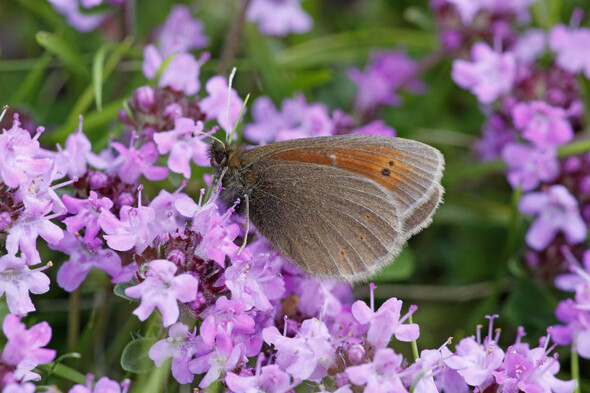 New citizens' assembly on biodiversity to meet for the first time in April - Vimarsana News