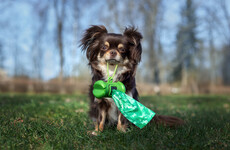 Council says dog fouling is 'serious challenge' as figures reveal no fines issued in 2021