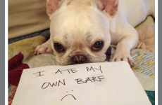 Tumblr of the Day: Dogshaming