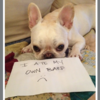 Tumblr of the Day: Dogshaming